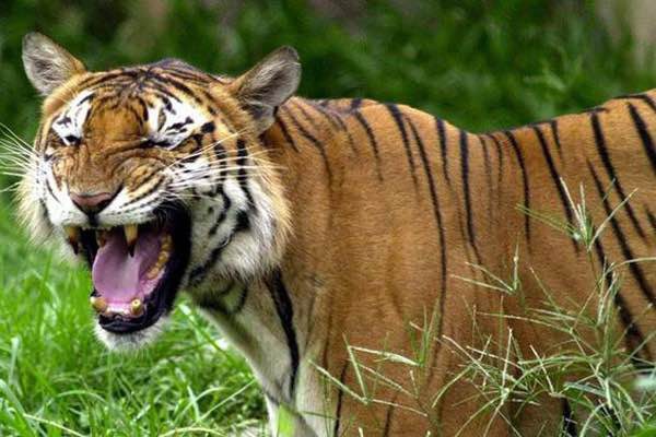 BD-tiger