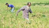তাপপ্রবাহ: প্রধান ফসল বোরো ধানের উৎপাদন নিয়ে শঙ্কা