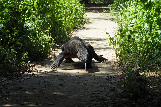 Aktivis kecam penangkapan pendemo yang tolak kenaikan tiket Pulau Komodo Aktivis kecam penangkapan pendemo yang tolak kenaikan tiket Pulau Komodo