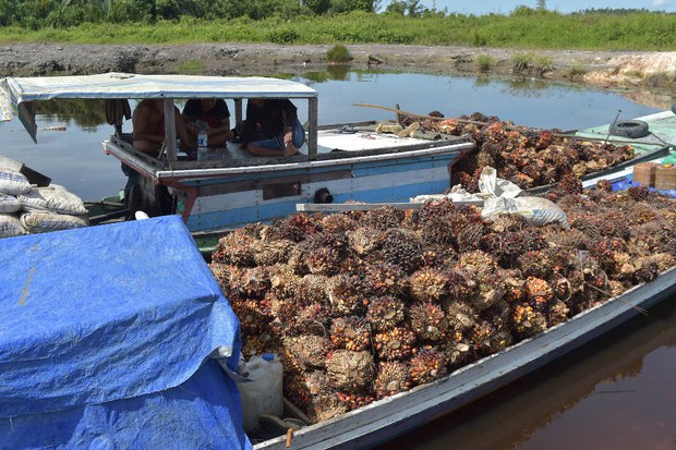 200428_ID_palmoil_1000.jpg 200428_ID_palmoil_1000.jpg