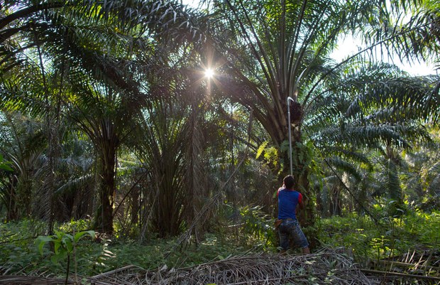 200930-MY-Palm-harvest1000.jpg