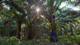 200930-MY-Palm-harvest1000.jpg