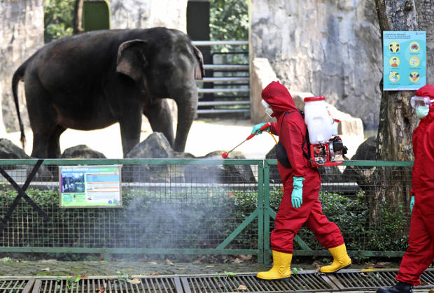 Seorang petugas menyemprotkan disinfektan di Kebun Binatang Ragunan, dalam persiapan dibukanya kembali lokasi tersebut pasca pelonggaran Pembatasan Sosial Berskala Besar (PSBB) di tengah wabah COVID-19, di Jakarta, 17 Juni 2020. [AP]