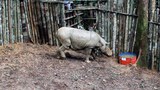 160406_ID_Rhino_1000.jpg