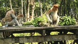 170804_ID_Bekantan_1000.jpg