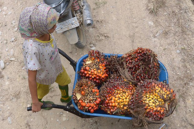 161202_ID_PalmOil_1000.jpg 161202_ID_PalmOil_1000.jpg