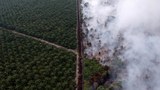 Studi: Deforestasi di Indonesia Akibatkan Bencana Iklim