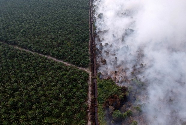 Studi: Deforestasi di Indonesia Akibatkan Bencana Iklim