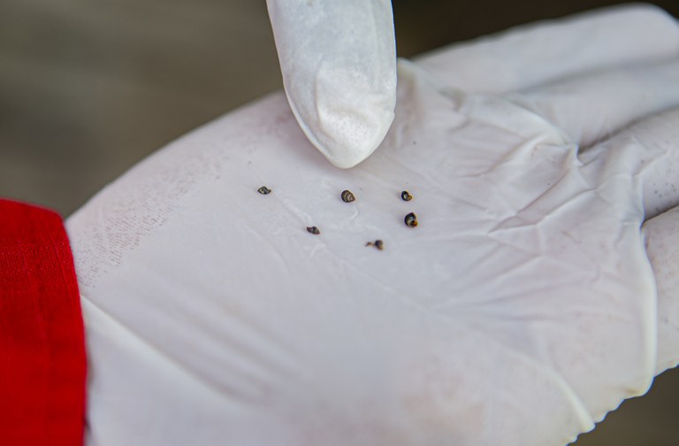 Kepala Puskesmas Wuasa yang juga Ketua Tim Pengendali Schistosomiasis, Helvie Etmawati Gae, menggunakan alat pelindung tangan memperlihatkan keong oncomelania hupensis lindoensis yang menjadi tempat  hidup cacing penyebab penyakit schistosomiasis, 17 Maret 2023. [Keisyah Aprilia/BenarNews]