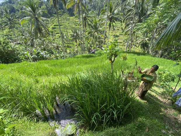 Bali, ketika pariwisata “di luar kendali” merambah pertanian dan budaya