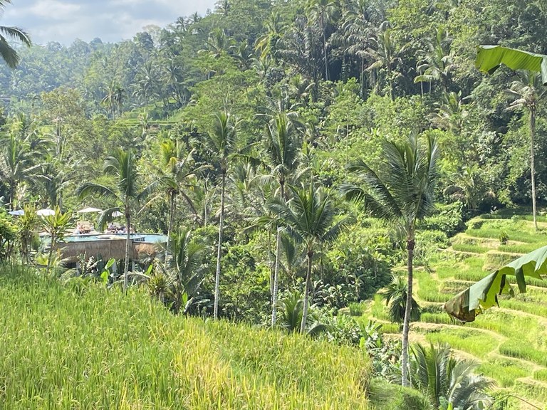 Pemandangan sawah di Tegallalang, Bali, 21 Mei 2023. [Luh De Suriyani/BenarNews]