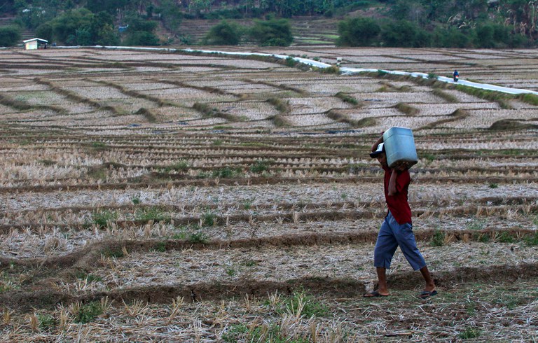 Seorag laki-laki membawa air melintasi persawahan yang kering di desa Weningalih, Kecamatan Jonggol, Kabupaten Bogor, Jawa Barat, 11 September 2023. [Eko Siswono Toyudho/BenarNews]