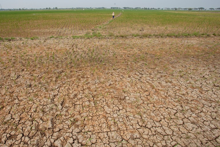 Pemandangan sawah yang kering saat cuaca sangat panas di Indramayu, Jawa Barat, 25 Juli 2023. [Dedhez Anggara/Antara Foto/via Reuters]