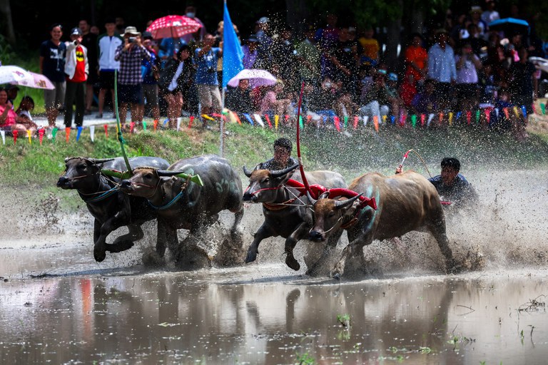 Festival karapan sapi di Chonburi, Thailand, 6 Agustus 2023. [Athit Perawongmetha/Reuters]