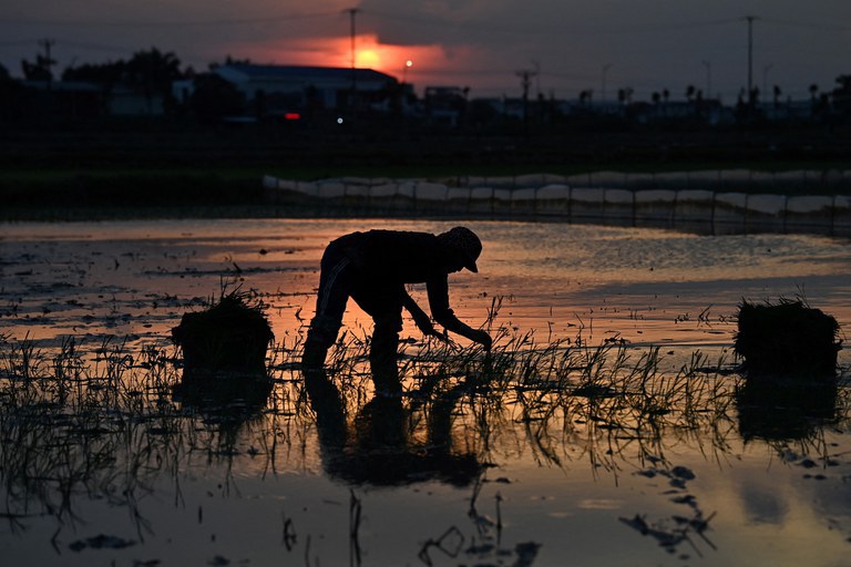 Seorang petani menanam padi di sawah saat matahari terbenam, seperti banyak dilakukan oleh para petani di Vietnam bagian utara dan tengah yang menanam padi di kegelapan untuk menghindari teriknya matahari saat musim panas, Hanoi, 1 Juli 2023. [Nhac Nguyen/AFP]