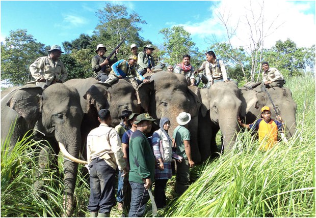 151105-ID-elephant-620.jpg 151105-ID-elephant-620.jpg