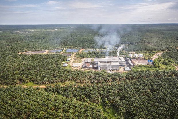 180919_ID_PalmOil_1000.jpg 180919_ID_PalmOil_1000.jpg