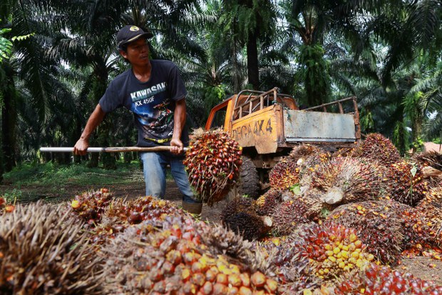 India berkomitmen impor 2,6 juta ton sawit Indonesia