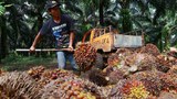 India berkomitmen impor 2,6 juta ton sawit Indonesia