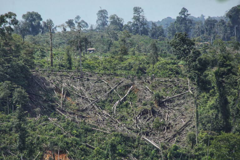 Foto udara tertanggal 13 Oktober 2021 ini memperlihatkan aktivitas penebangan hutan di wilayah Nisam Antara, Aceh. [AFP]