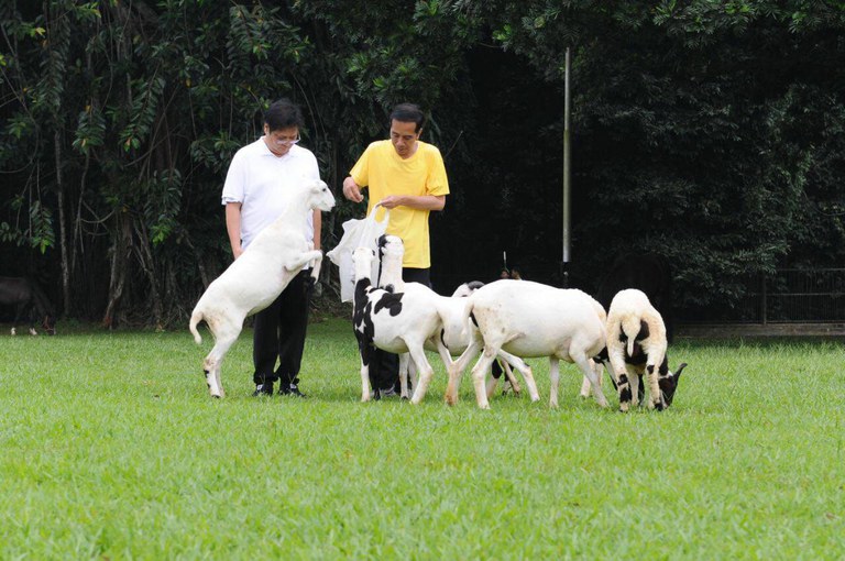 Presiden Indonesia Joko “Jokowi” Widodo (kanan) memberi makan kambing peliharaannya sementara Airlangga Hartarto, yang saat itu menjabat sebagai Menteri Perindustrian dalam kabinet pertama Jokowi , menyaksikan saat mereka berhenti sejenak dari jogging pagi di halaman Istana Kepresidenan di Bogor, 24 Maret 2018. [Biro Pers Sekretariat Presiden] Jokowi mengatakan dari yang awalnya lima, kambing-kambingnya kini telah berkembang biak menjadi 43 ekor yang semuanya nanti akan dibawa pulang ke Solo. Pada hari Jokowi kembali ke Solo, kambing-kambing tersebut masih berada di kompleks Istana Bogor. Kepala Istana Bogor mengatakan ia masih menunggu instruksi kapan kambing-kambing tersebut dikirim ke Solo.