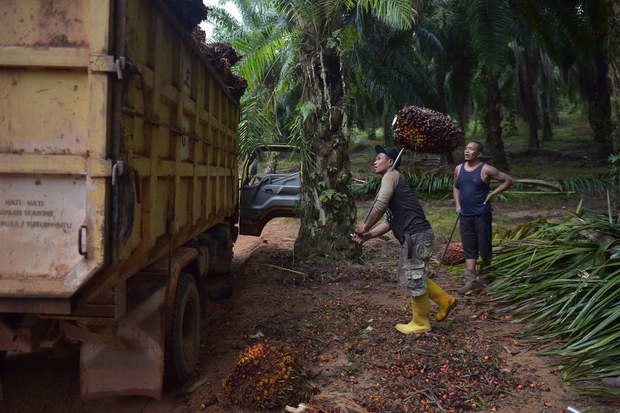 200827_ID_PalmOil_1000.jpg