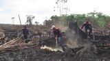 160920_ID_Forestfore_1000.jpg