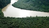 190329_ID_palm._1000.jpg