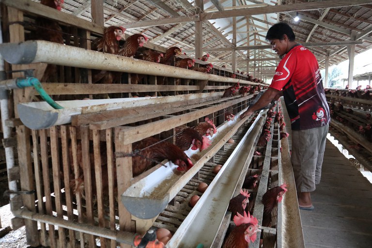Rafli Aksa, mantan anggota MIT, dengan usaha peternakan ayam di Kabupaten Poso Pesisir, Sulawesi Tengah, 24 Februari 2022. (Dandy Koswaraputra/BenarNews)