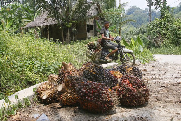 160527_ID_Palmoil_1000.jpg 160527_ID_Palmoil_1000.jpg