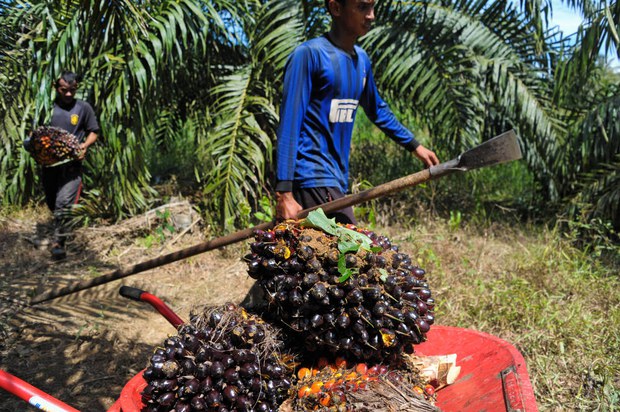 160426_ID_Palmoil_1000.jpg 160426_ID_Palmoil_1000.jpg