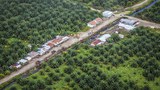 180921_ID_PalmOil_1000.jpg