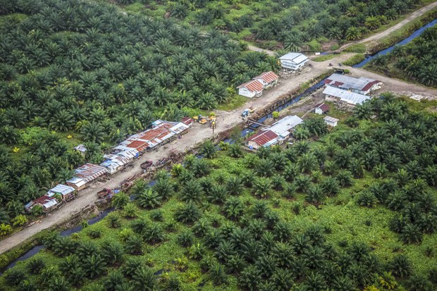 180921_ID_PalmOil_1000.jpg