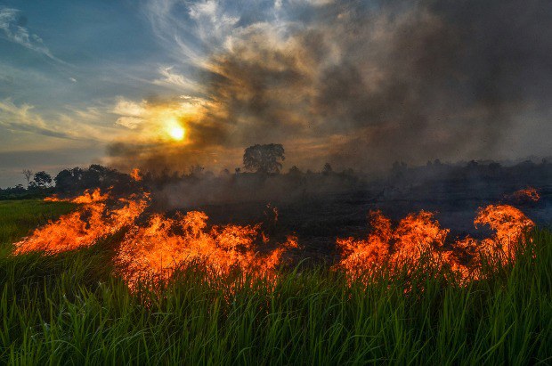 Api terlihat di perkebunan kelapa sawit di Pekanbaru, Riau, 20 Juli 2019. [AFP]