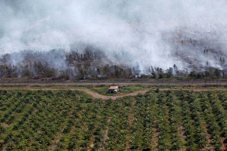 Asap tampak membumbung di lahan kelapa sawit yang disebabkan oleh kebakaran hutan di dekat Banjarmasin, Kalimantan Selatan, 29 September 2019. [Reuters]