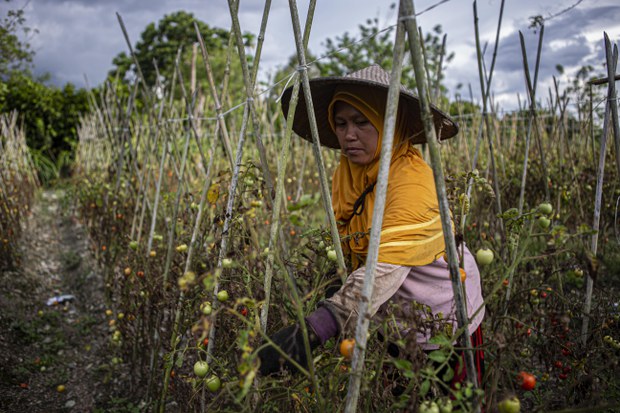 MIT pergi, datanglah bahagia bagi para petani Poso