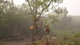 151016_ID_ORANGUTAN_620.jpg