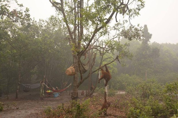 151016_ID_ORANGUTAN_620.jpg 151016_ID_ORANGUTAN_620.jpg