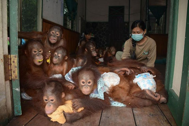 Bayi-bayi orang utan di sekolah orang utan Nyaru Menteng, Kalteng, terpaksa bermain di dalam ruangan untuk menghindari kabut asap di luar. (© Yayasan BOS)