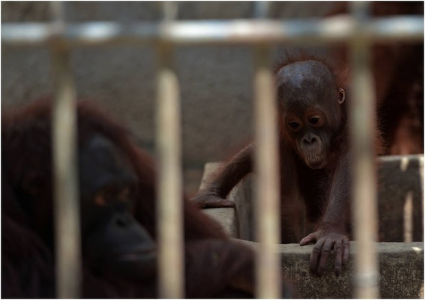 orangutan-620 orangutan-620
