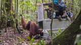 160502_ID_Orangutan_1000.jpg