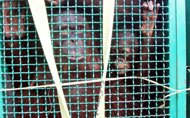 160504_ID_Orangutan_1000.jpg 160504_ID_Orangutan_1000.jpg