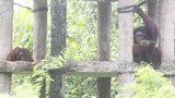 171122_ID_orangutan_1000.jpg