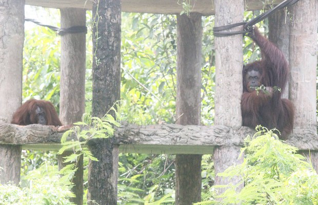 171122_ID_orangutan_1000.jpg