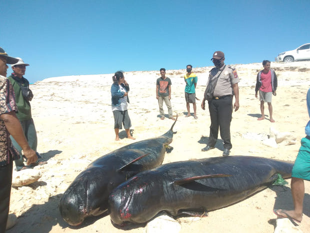 Warga Pulau Raijua, Kabupaten Sabu Raijua, Nusa Tenggara Timur menemukan ikan paus yang mati karena terdampar ke bibir partai, Kamis, 30 Juli 2020. [Dok. Polres Sabu Raijua, NTT]