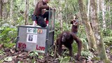 161019_ID_Orangutan_1000.jpg