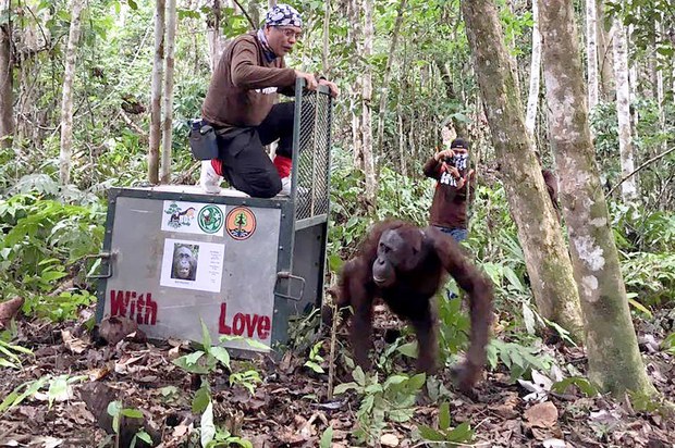 161019_ID_Orangutan_1000.jpg 161019_ID_Orangutan_1000.jpg