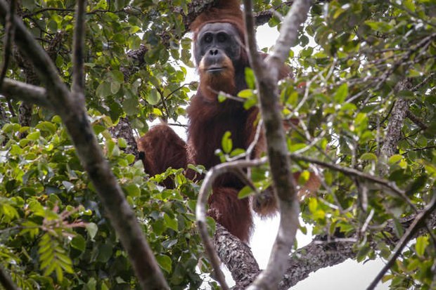 orangutan_620.jpeg