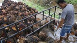 191108_ID_Palm_Oil1_1000.jpg