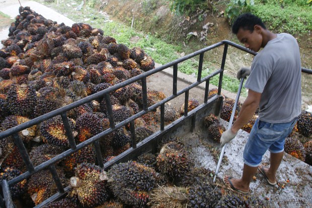191108_ID_Palm_Oil1_1000.jpg 191108_ID_Palm_Oil1_1000.jpg